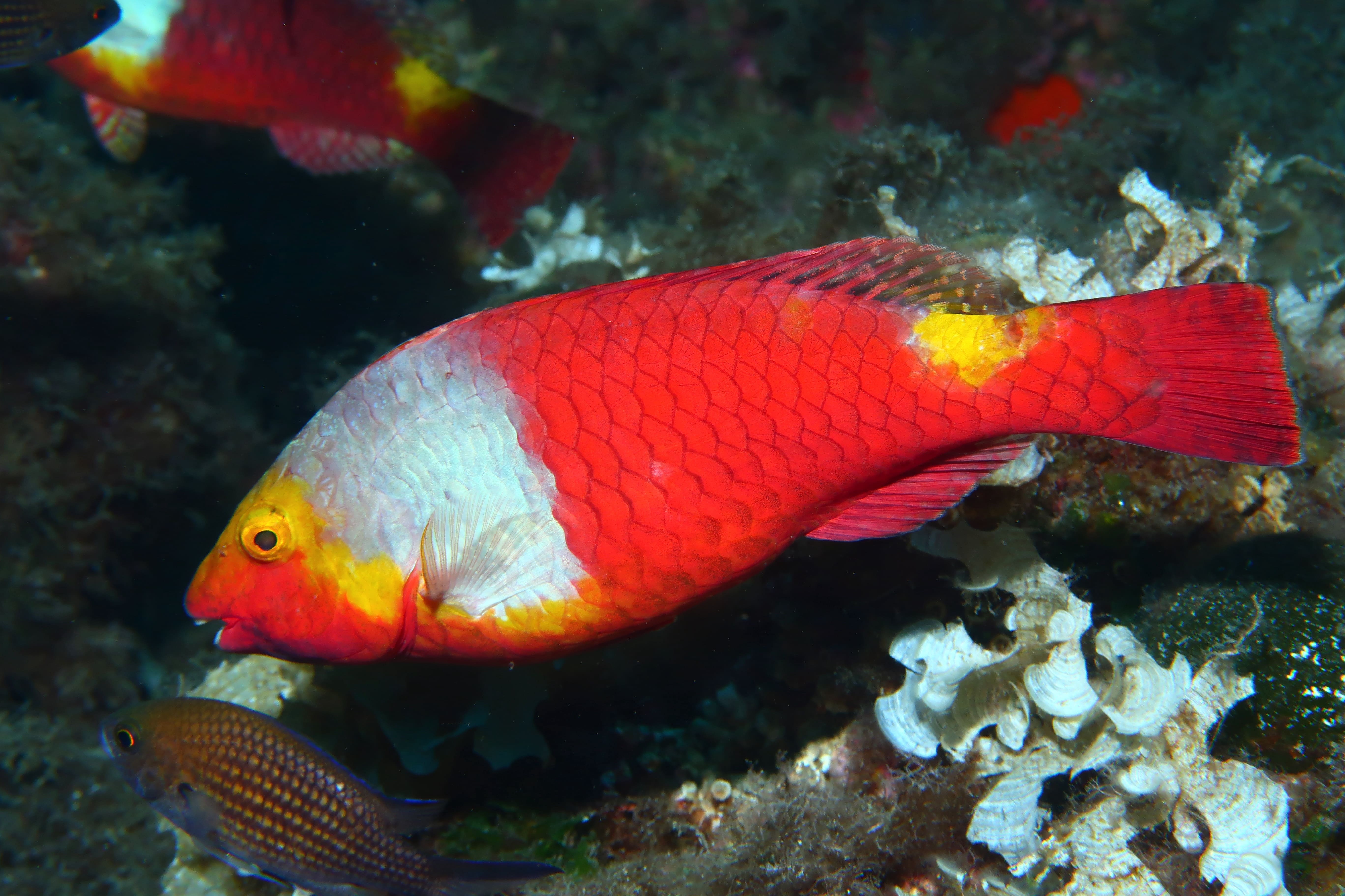 F bella Sabella 9894