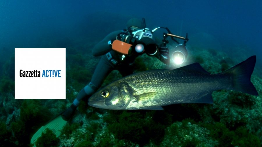 images/images/attivitasubacquee_nuotopinnato/safari_fotografico_subacqueo/medium/safarifotografico_gazzetta_active.png