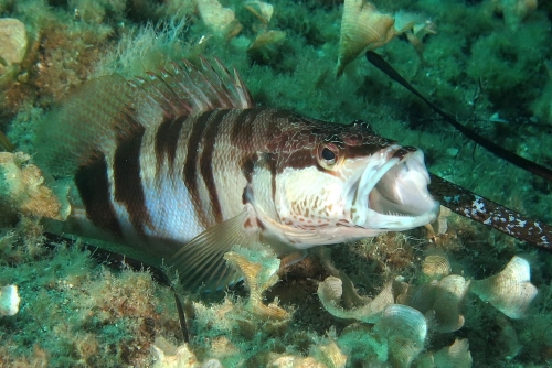 Campionato Italiano Safari Subacqueo 2017