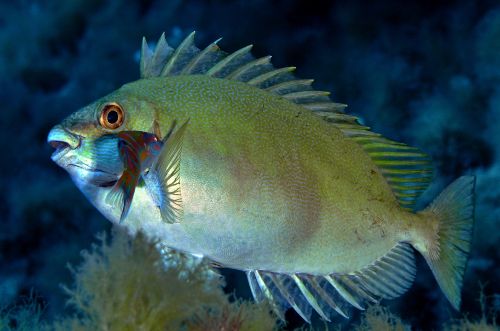 Concorso Nazionale FISH PHOTO GALLERY 2020 MANCHE B - Categoria Reflex